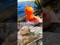Bug Insect Names for Kids to Learn at the Lake: Earthworm Snail Beetle Ant Slug