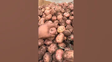 ثمن الخضار والفواكه سوق الجملة الدار البيضاء لا لغلاء الأسعار الخضار الفواكه المغرب 