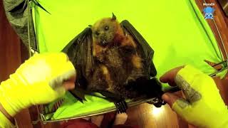 Rescuing a flying-fox in the gutter;  this is Elijah by Megabattie 2,279 views 3 weeks ago 8 minutes, 45 seconds