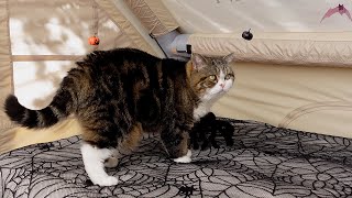 Cats and Halloween Tent.
