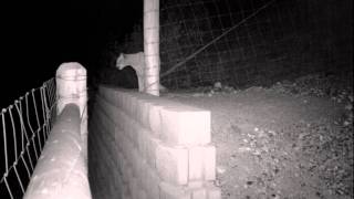 mountain lion using jump out.avi