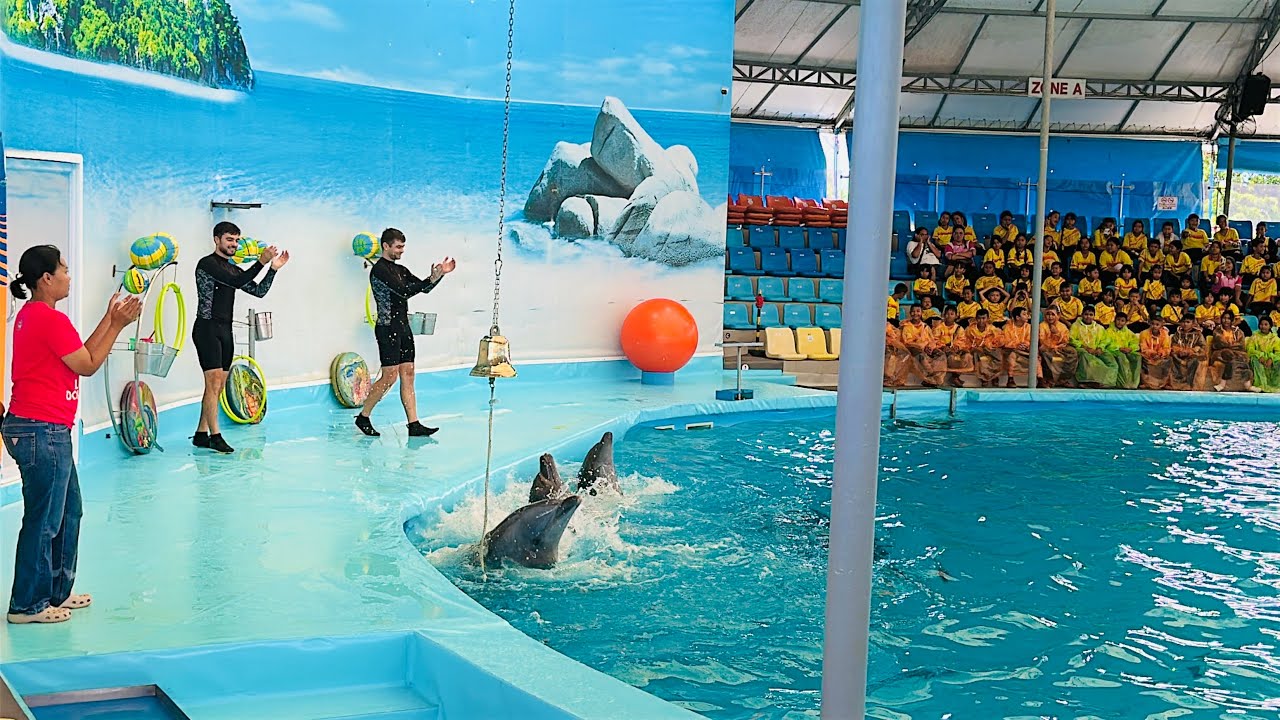 Dolphin Show Phuket Thailand | Full Video ||🐬 Best Dolphin Show Experience! 🇹🇭