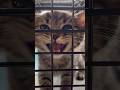 スコティッシュの赤ちゃんを迎えた伝説の日 【猫動画】#shorts
