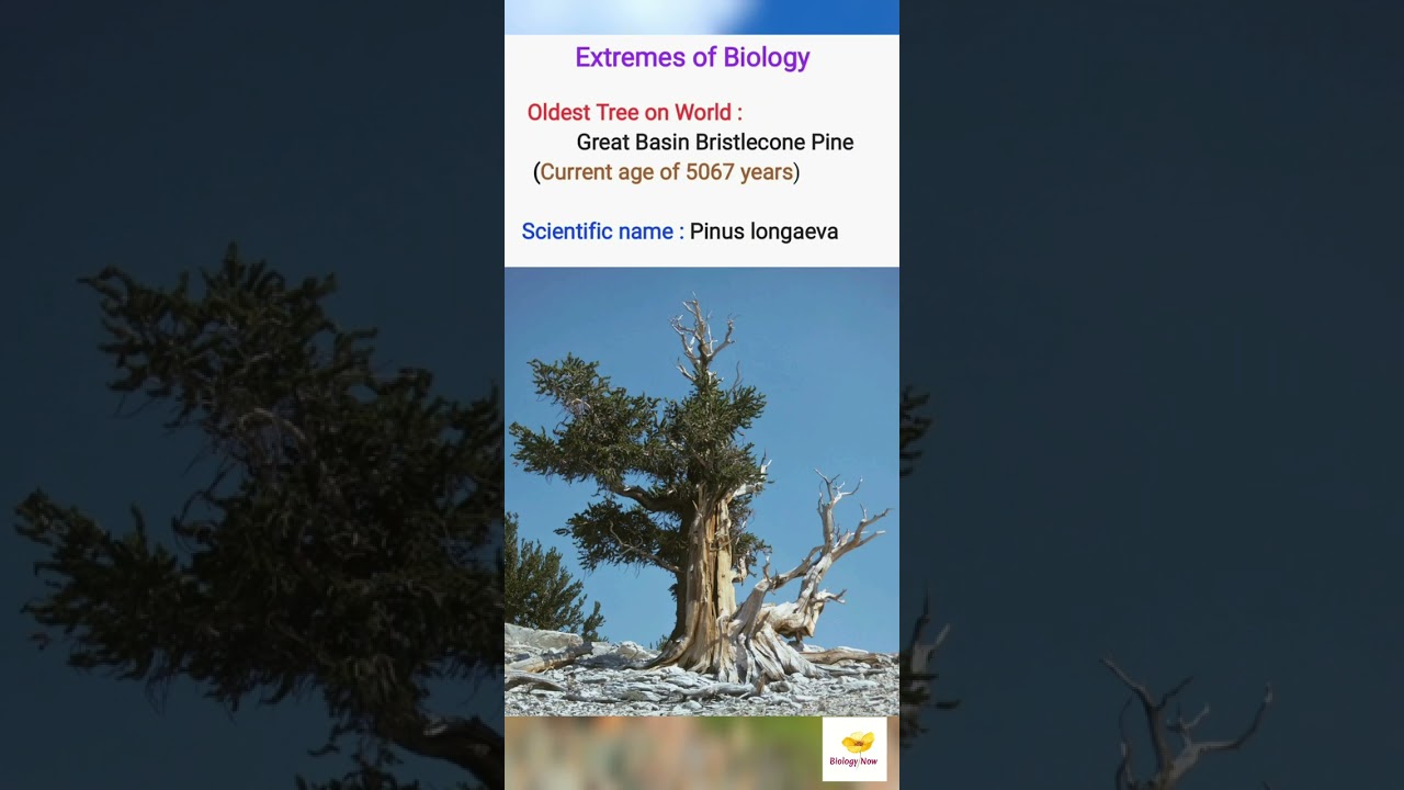 Oldest Tree on World (Extremes of Biology)