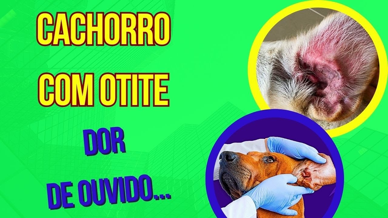 Cachorro Com Dor De Ouvido: Como Identificar E Como Tratar? – HYSK