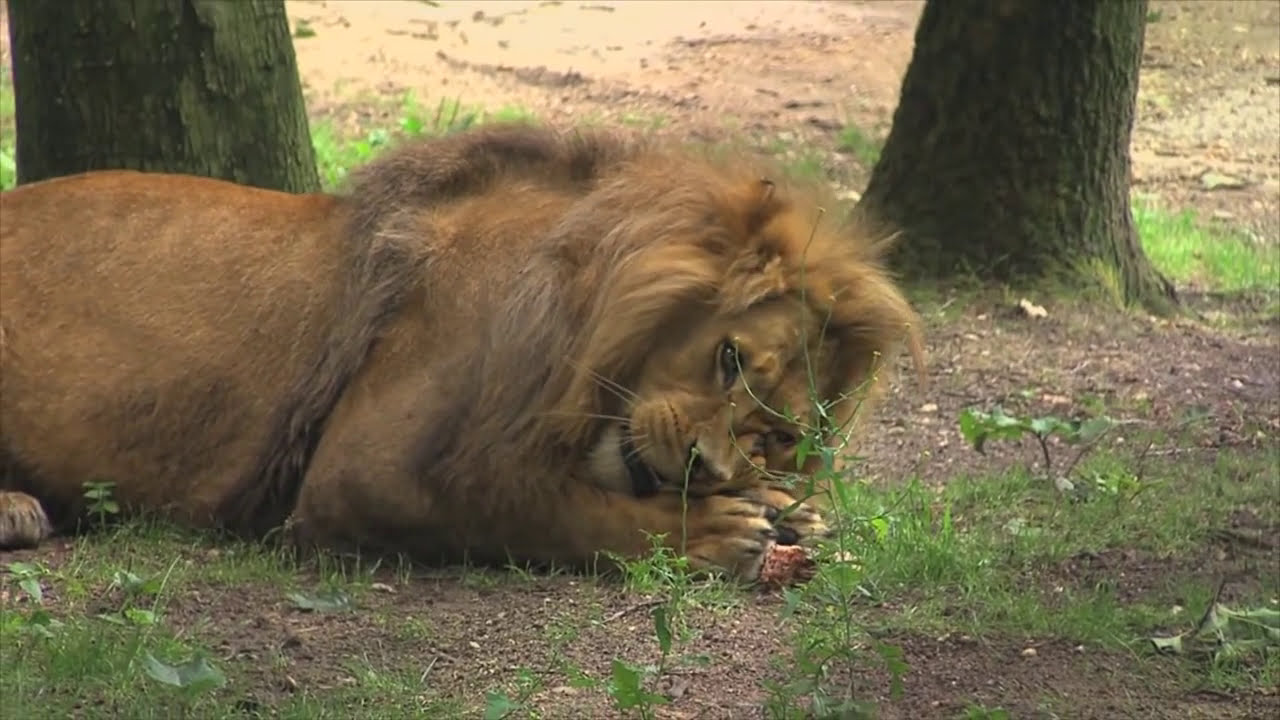 Veiligheid in het dierenpark | Burgers' Zoo Natuurlijk | Arnhem