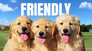Top 10 Friendly Dog Breeds
