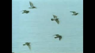Wildlife Documentary - David Attenborough - Birds In Flight (?)