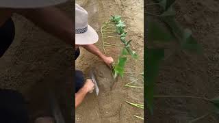 Discover Rural Life: A农民's Journey in Agriculture China