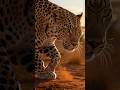 Leopard's Silent Strategy: Trap Avoided 🌅  #LeopardLove #StealthMode #viral #trending #usa