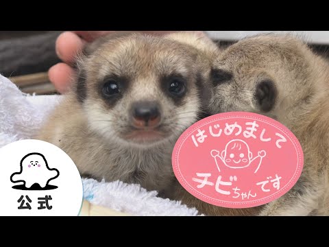 ちびちゃん7点