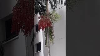 Download Lagu Burung cantik pemakan biji-bijian MP3