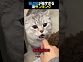 独占欲が強すぎる猫ランキング😾TOP6のサムネイル