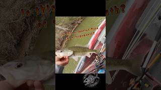 Sometimes I cant tell the difference between a spotted bass and largemouth. What do you think it is?