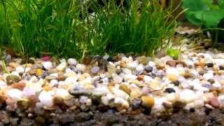 Physa Marmorata Fight