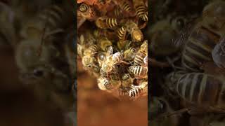 Download Lagu Queen Bee Expelled by Workers MP3