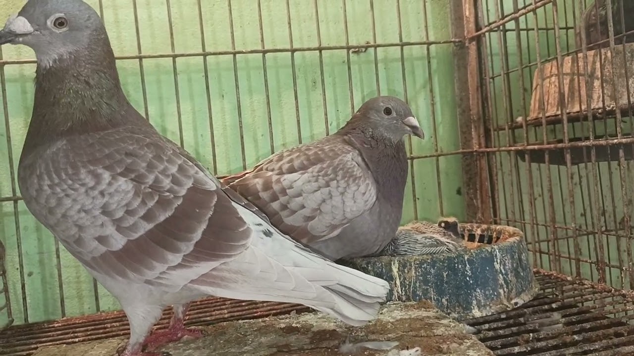 show post‎⁨@MrBeast⁩  ‎⁨@KhanSirPatnaKhanGs⁩  ‎⁨@pigeonlover3872⁩  