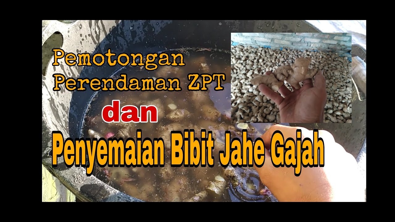 Pemotongan, Perendaman ZPT dan Penyemaian Bibit Jahe Gajah, #zingiber officinale Tanpa Media Tanah