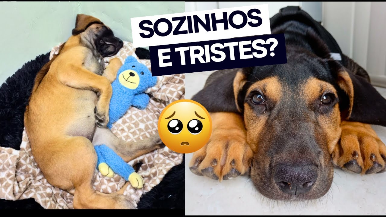 COMO ESTÃO O PANTHRO, WILYKIT E SNARF APÓS A ADOÇÃO? 🤔