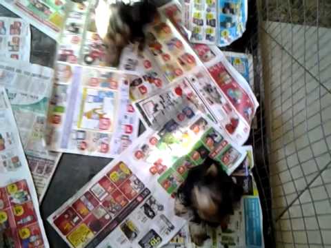 puppiezzzz!!!!!!:)))))))))) - YouTube