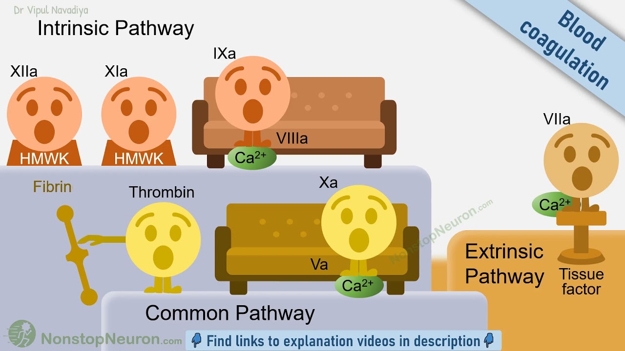 Hemostasis Physiology & Pharmacology Animated Series Trailer YouTube
