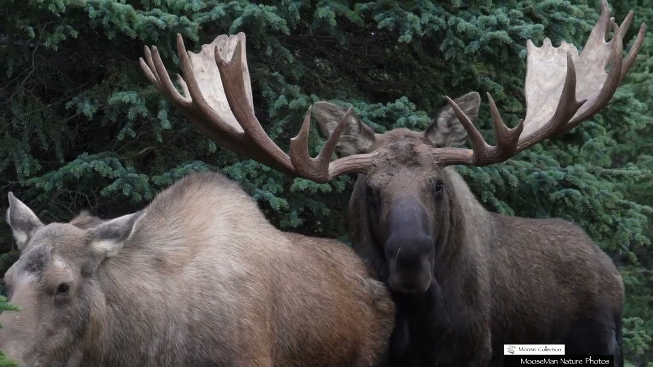 Игра в знакомства, игра в спаривание в мире Bull Moose #bullmoose