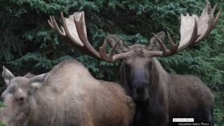 The Dating Game, the Mating Game in the World of Bull Moose #bullmoose