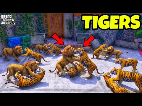 Franklin's Tigers Fight With Lions in GTA 5 