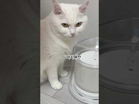 물잘마시는 고양이 #cat #고양이