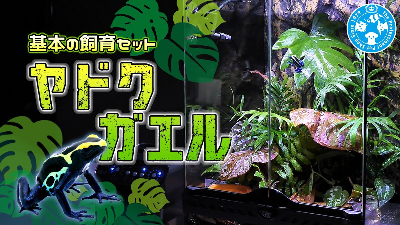 Breeding Hermit Frogs, the Jewel of the Rainforest - YouTube