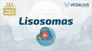 LYSOSOMES