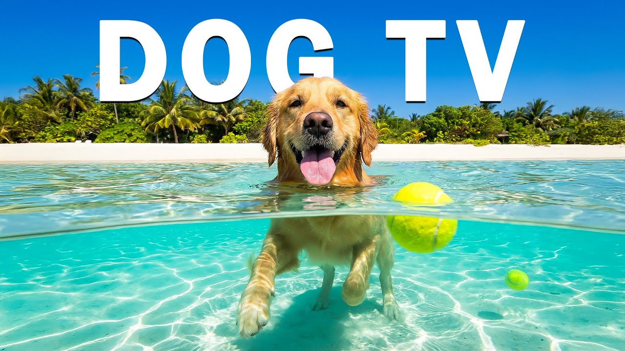DOG TV: Лучшее и эффективное средство от тревожности у собак, остающихся одни дома — видеоразвлечени