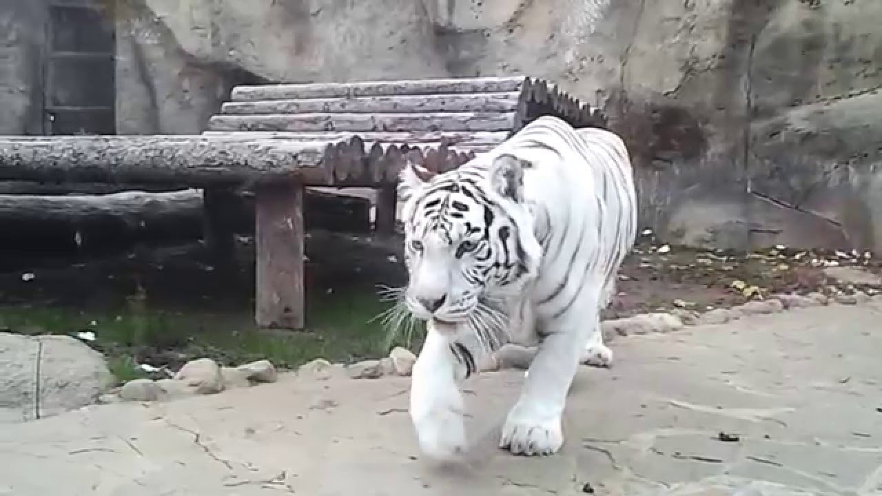 Белый Тигр Фото Животного В Хорошем Качестве