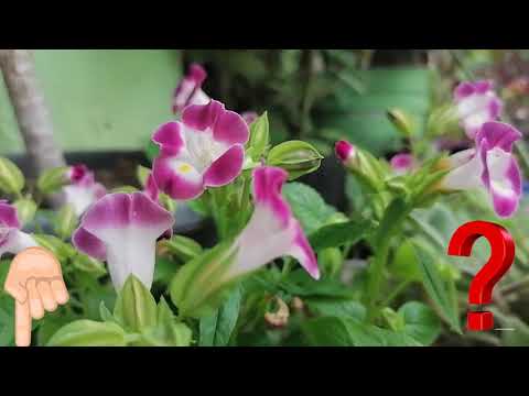 Video: ¿Se puede cultivar torenia en interiores?