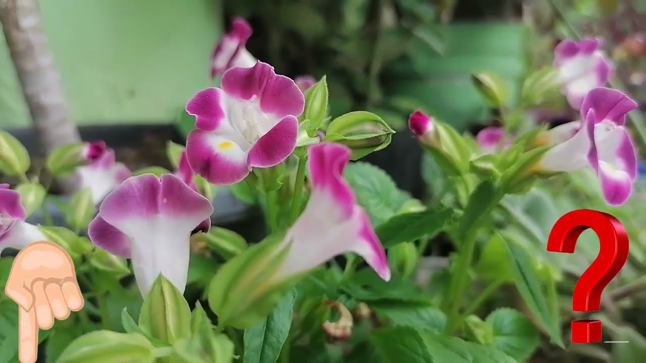 Cómo sembrar Torenia, cuidados y cultivo, mi diario de jardin.