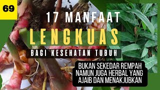 facts about the wonders of galangal│ amazing spices and herbs│#herbal #top #obatherbal