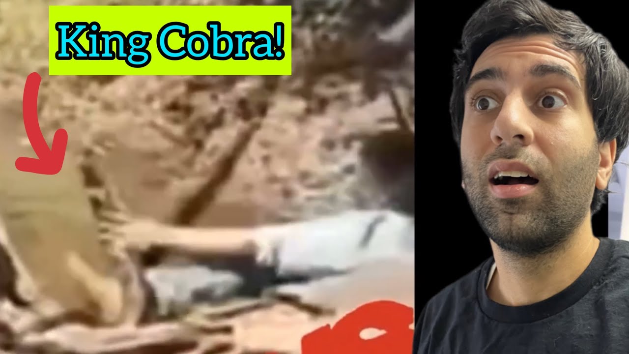 King Cobra BITE in knee | Mark’s Reptiles reacts