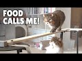 Cat Bridge Challenge! Stay Steady! | Kittisaurus