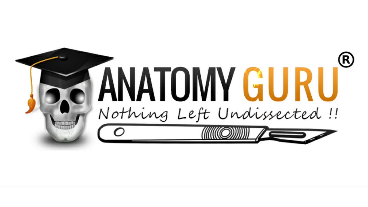 Anatomy Guru - MBBS & BDS Tuition