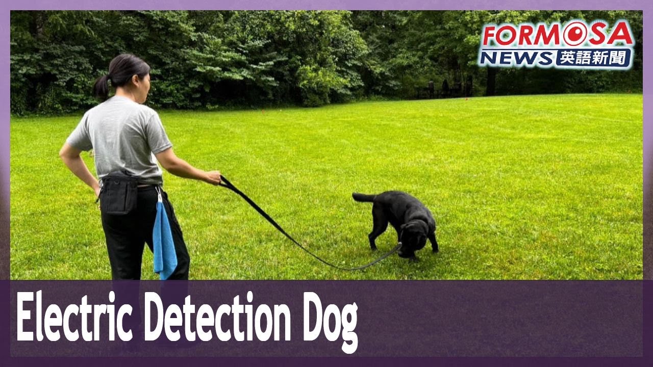 Wafer is Taiwan’s first electronics detection dog YouTube