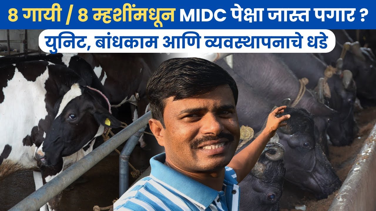 ८ गायी / ८ म्हशींमधून MIDC पेक्षा जास्त पगार ? युनिट, बांधकाम आणि व्यवस्थापनाचे धडे