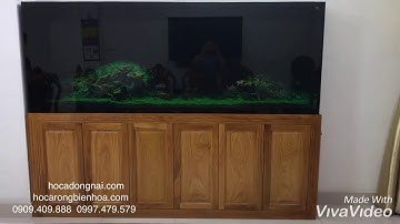 Hồ cá đĩa 2m7 lắp đặt tại nhà anh Vũ , quận Bình Tân Tphcm