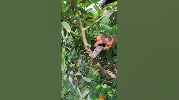 Super sharp simple tool for cutting plant branches -Agriculture farming #shorts
