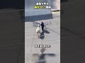 道路で牛が動かない理由