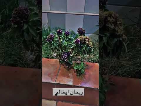 ريحان إيطالي