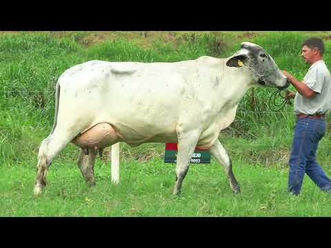LOTE 22 • LEILÃO GIROLANDO VILAREJO • 2862
