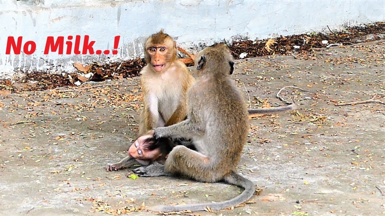 Malika Mother Monkey Rejects Tiny Baby Monkey From Having Milk Strongly