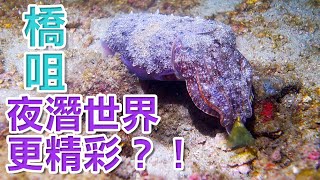 香港夏季潛水船潛夜潛 | Hong Kong Summer Night Diving | 香港サマーナイトダイビング 香港夏季潛水船潛夜潛 | Hong Kong Summer Night Diving | 香港サマーナイトダイビング
