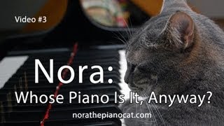 Nora The Piano Cat: Whose Piano Is It, Anyway?