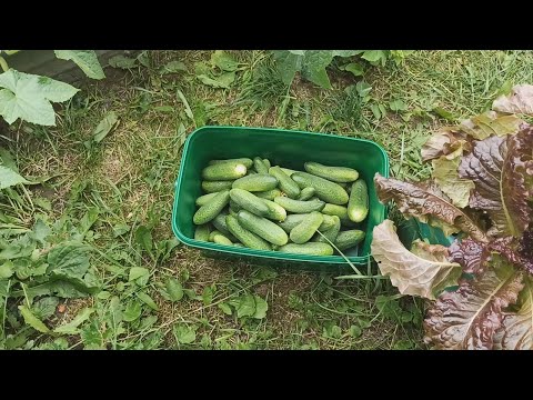 Если ОГУРЦЫ перестали